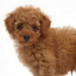 Meet your Posher, Isabella